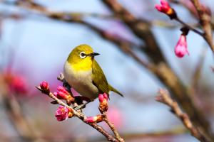 vogel op een tak in de boom